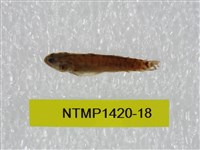 藏品(泰加拉鯔鰕虎魚)的圖片